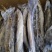 4/6两小鲅鱼，大量有货，各种规格次鲅鱼，好鲅鱼都有
