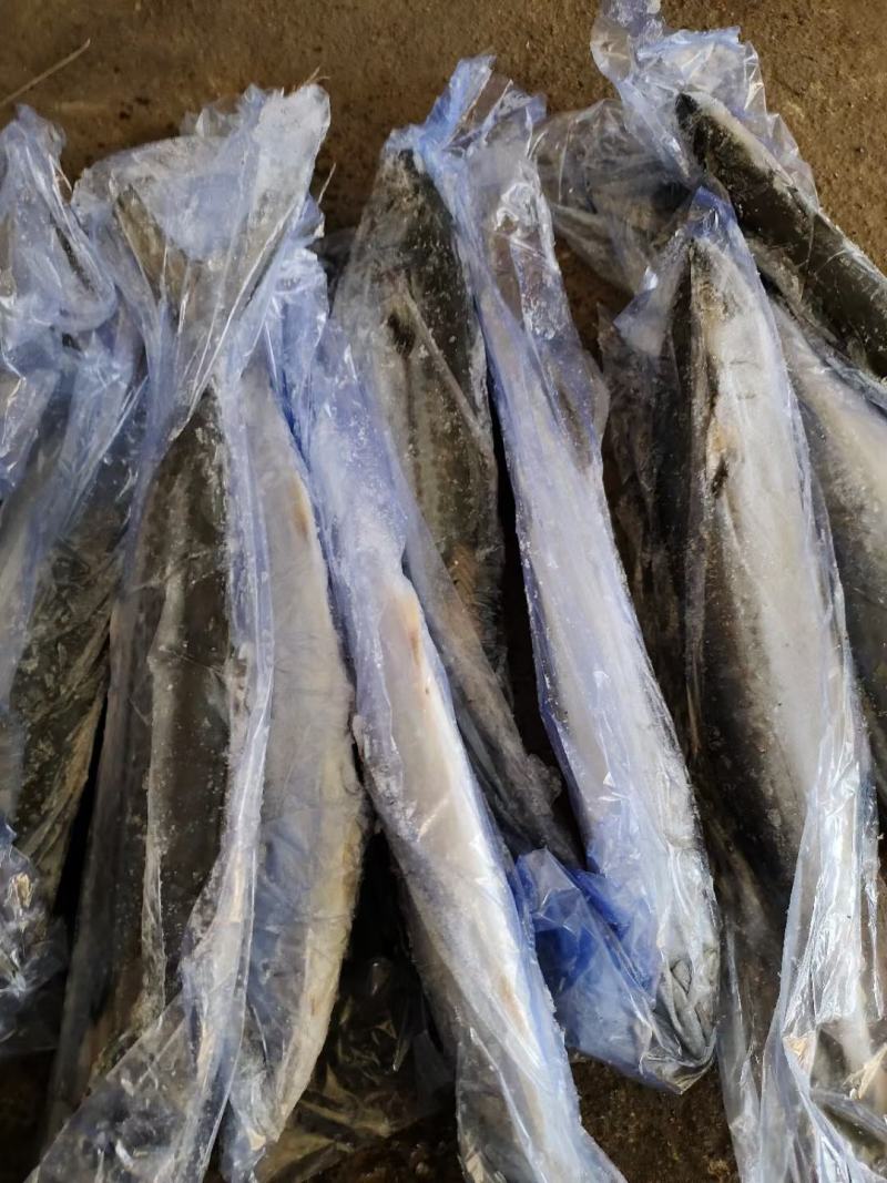 4/6两小鲅鱼，大量有货，各种规格次鲅鱼，好鲅鱼都有