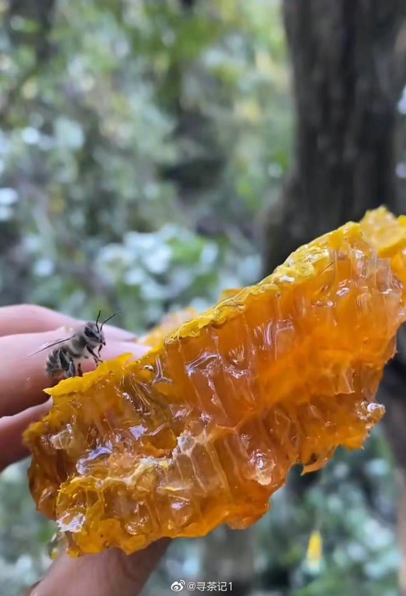 土蜂蜜，农家人三十几年的放养蜂