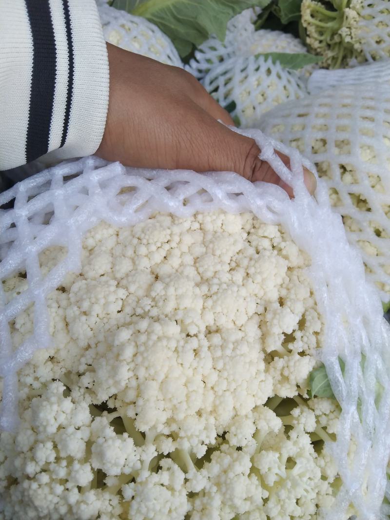 云南高原有机松花有需要的老板欢迎来电全国可发货