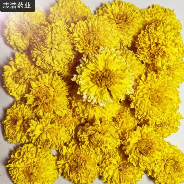 陶菊菊花各种养生花茶中药材批发诚信经营地道药材