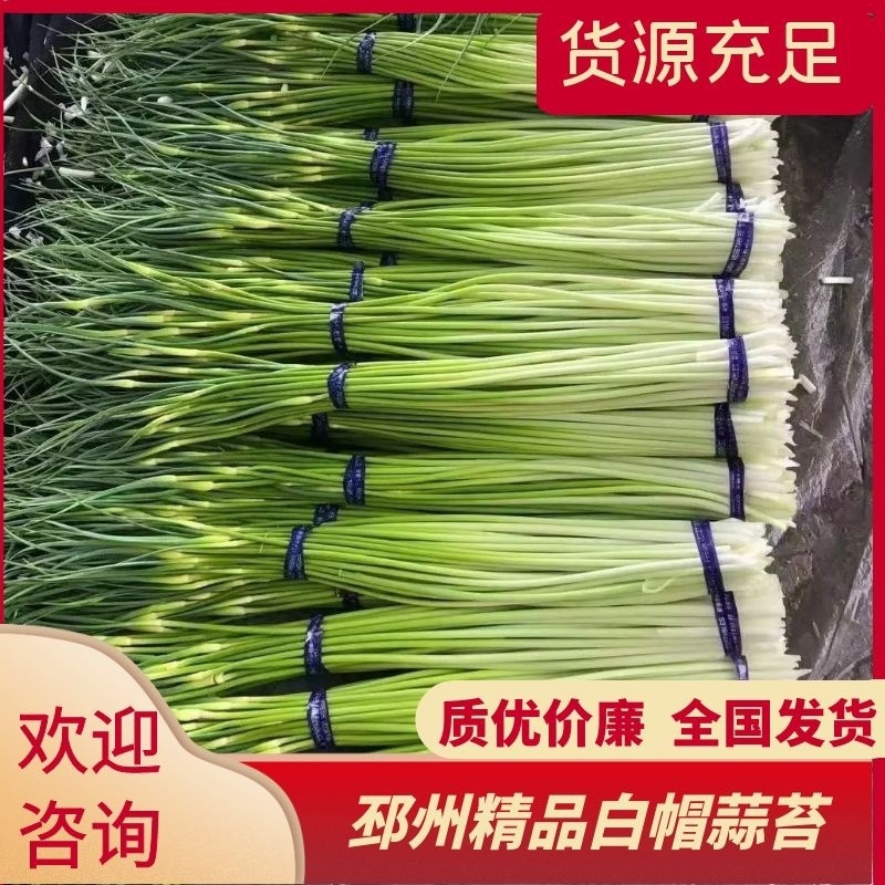 邳州白帽蒜苔大量上市，货源充足、产地直发，保证质量