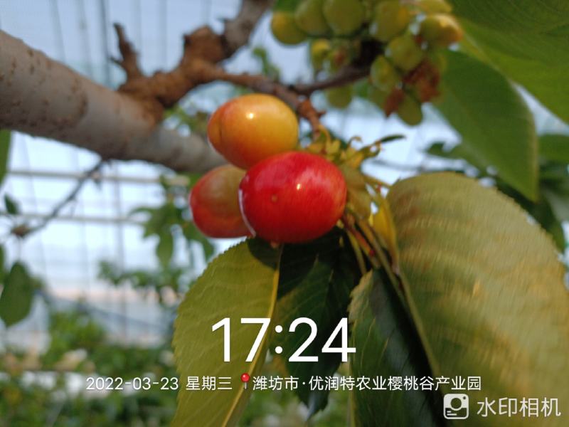 大樱桃