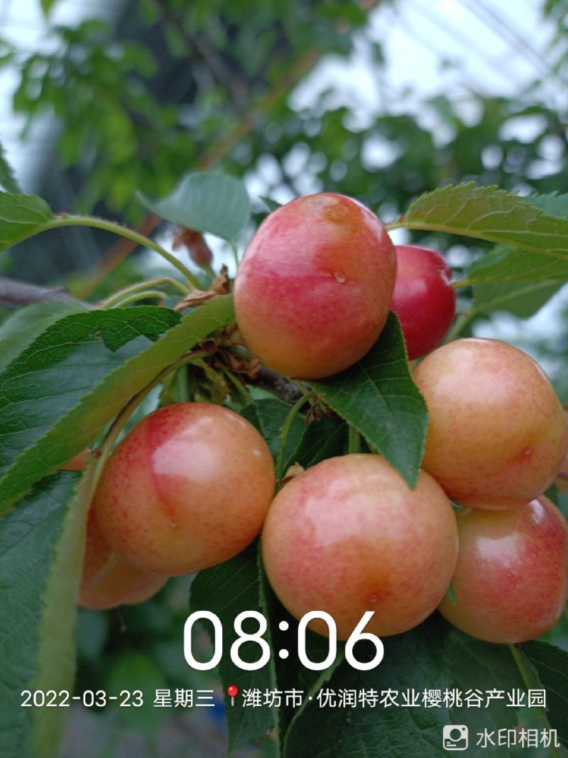 大樱桃