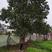 【推荐】江西15-18公分柚子树，品质保障基地供应可视频