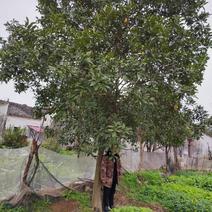 【推荐】江西15-18公分柚子树，品质基地供应可视频