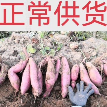 板栗薯济薯26地瓜济薯26红薯产地直销品质保证可正常供货