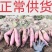 板栗薯济薯26地瓜济薯26红薯产地直销品质保证可正常供货