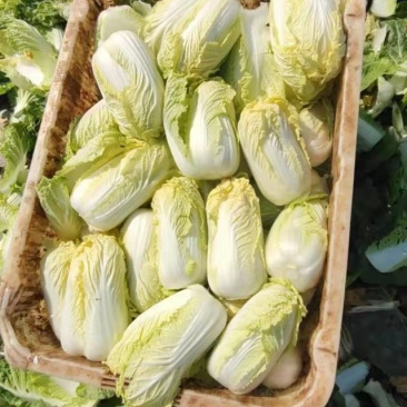 黄心白娃娃菜