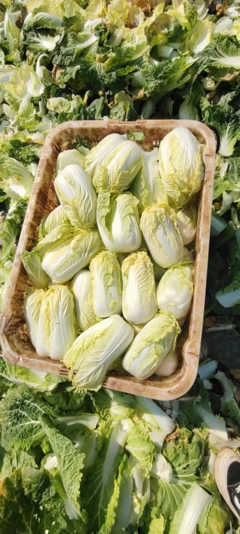 黄心白娃娃菜