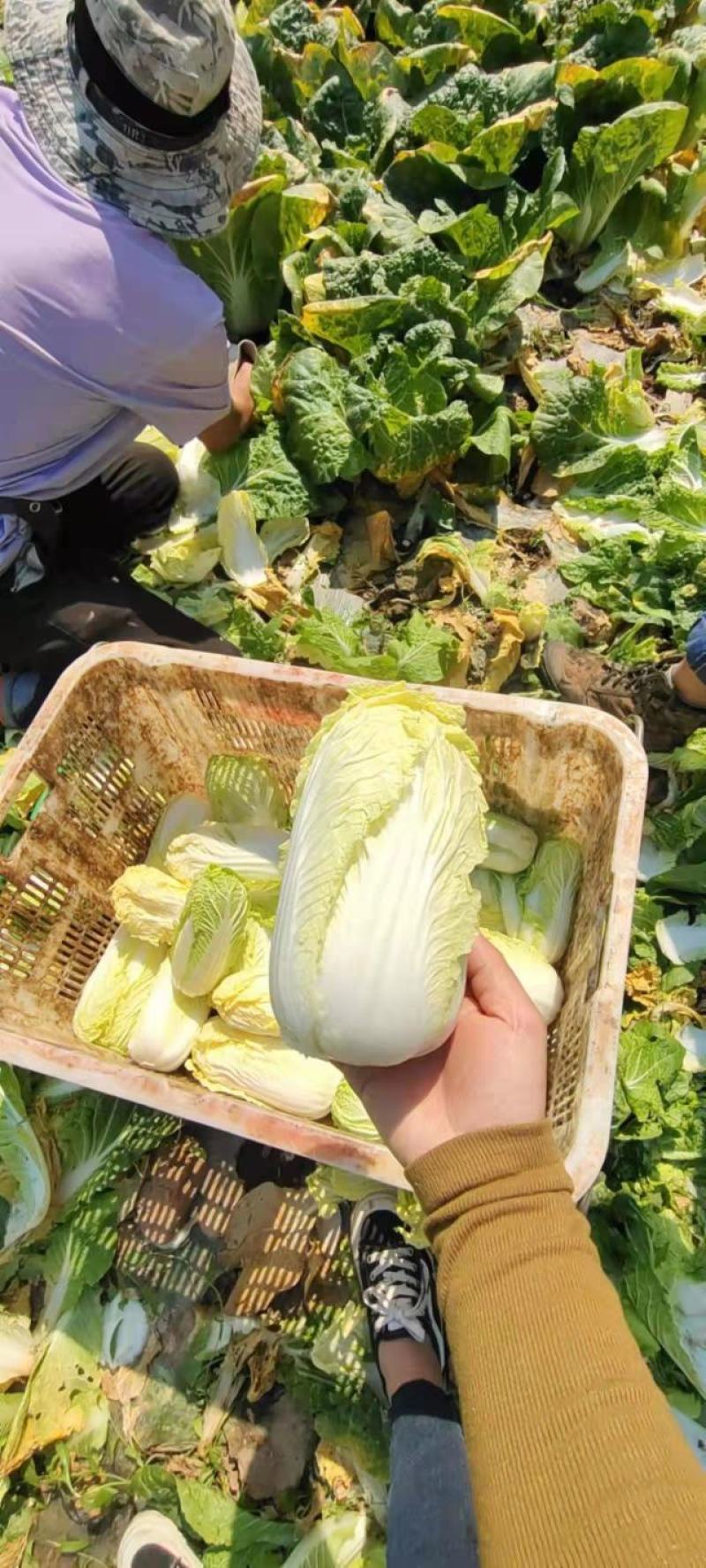 黄心白娃娃菜