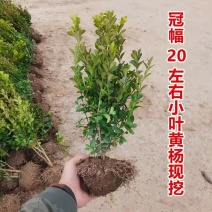 黄杨床苗精品地栽黄杨苗，绿化工程苗基地直销，薄利多销