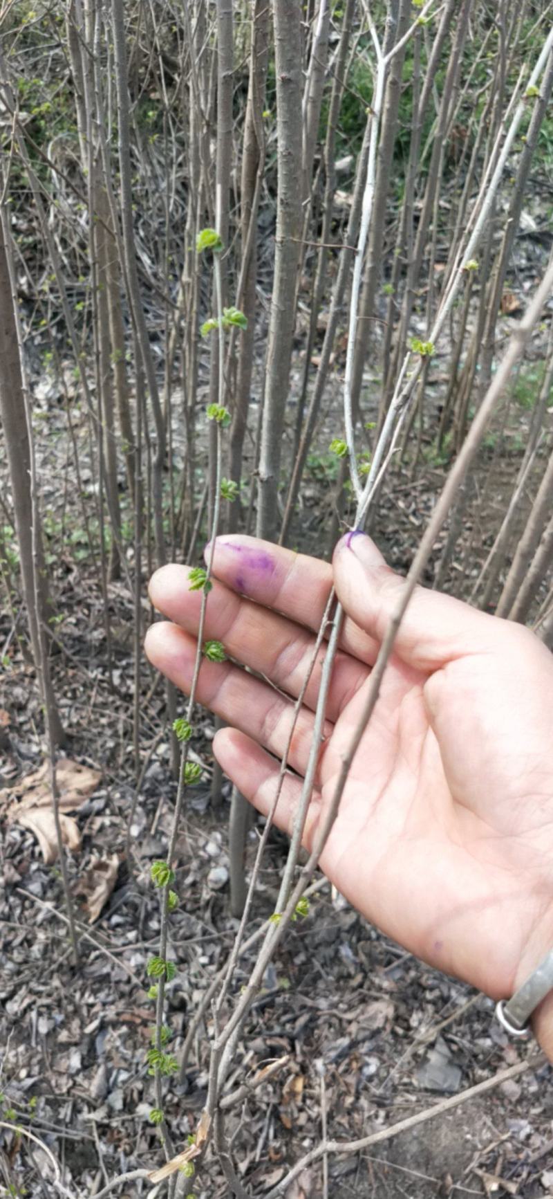 榔榆树苗盆景小叶榔榆小品盆景素材苗榔榆树盆景微型盆景优化