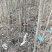 榔榆树苗盆景小叶榔榆小品盆景素材苗榔榆树盆景微型盆景优化