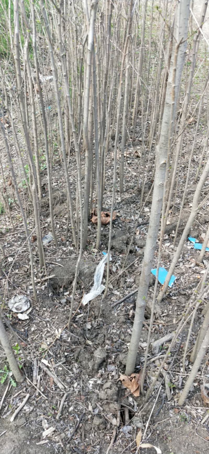榔榆树苗盆景小叶榔榆小品盆景素材苗榔榆树盆景微型盆景优化