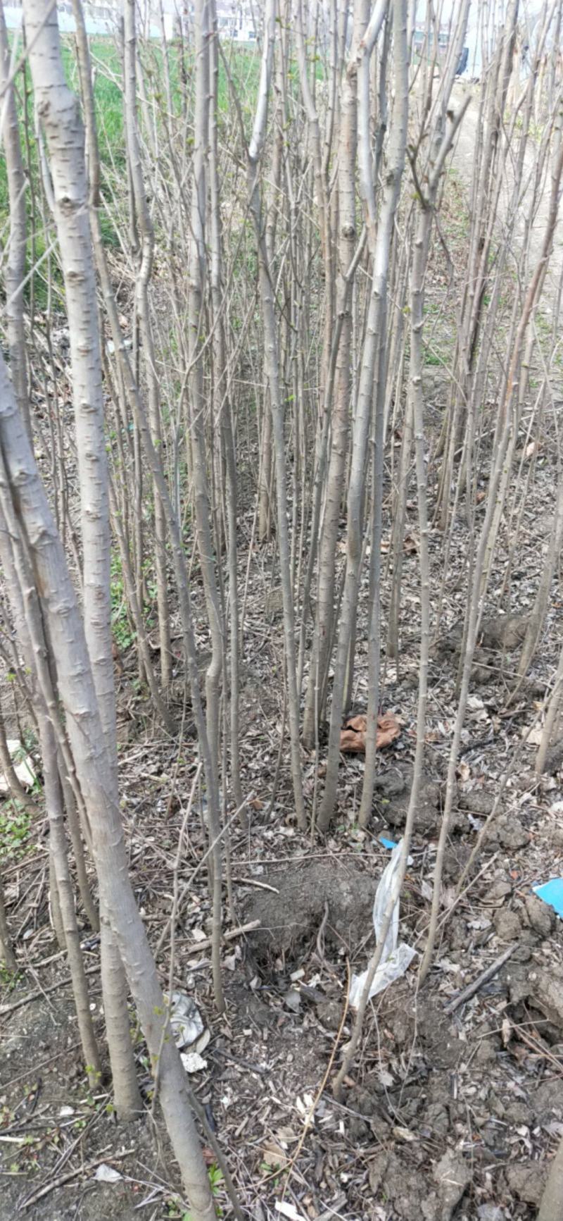榔榆树苗盆景小叶榔榆小品盆景素材苗榔榆树盆景微型盆景优化