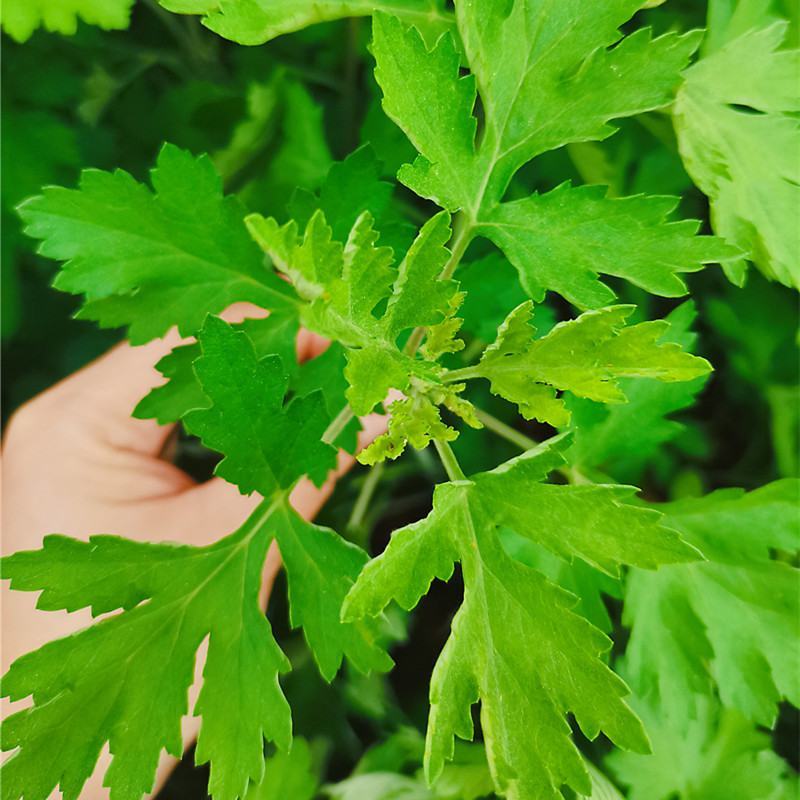 正宗蕲艾新鲜种苗大量出售，春季艾草种植旺季，欢迎下单预订