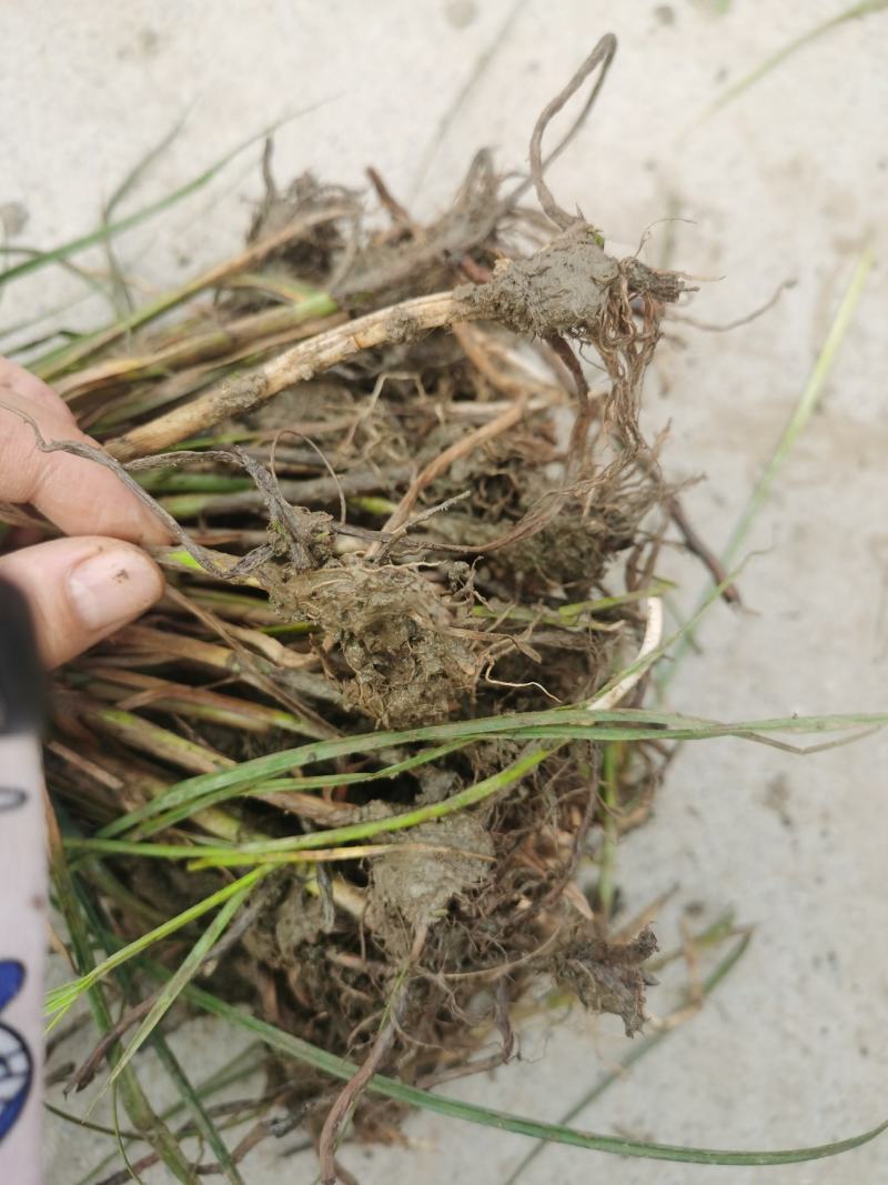 三棱草藨草稗草莎草