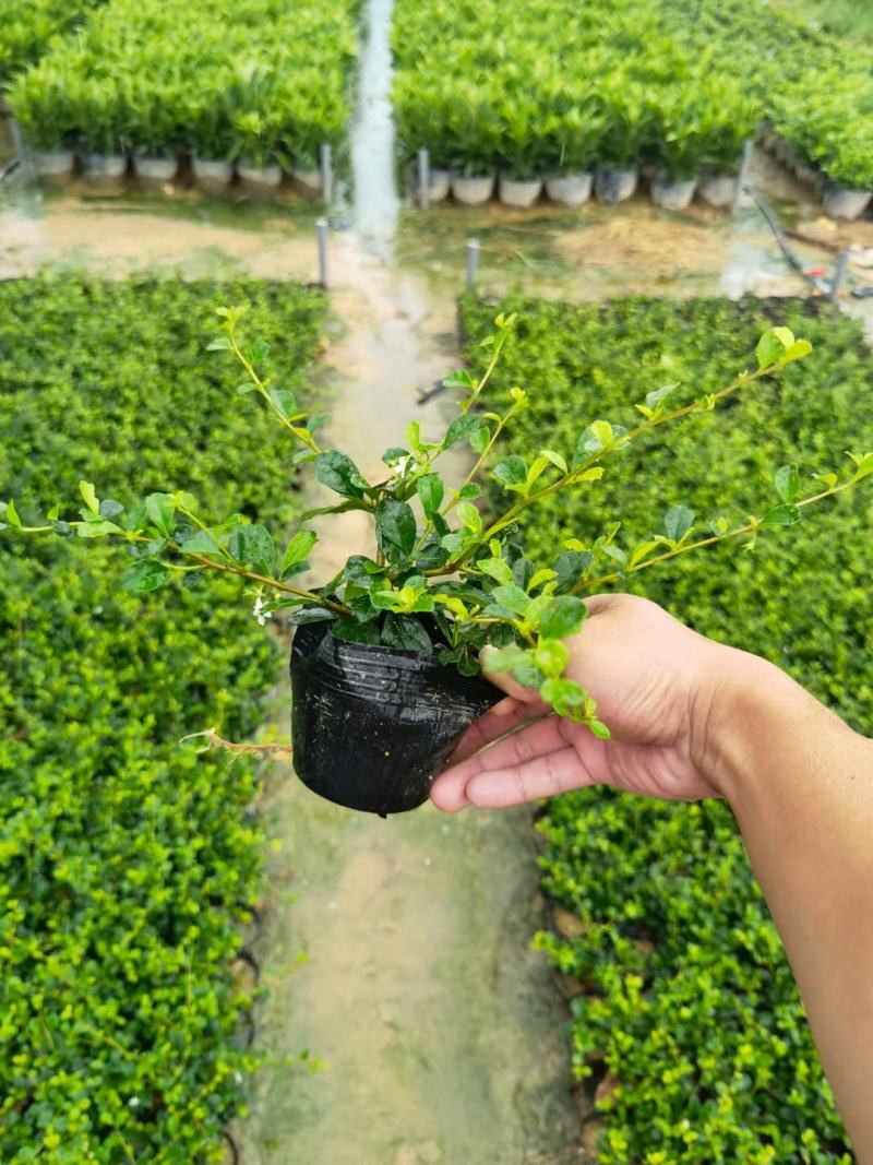 福建茶(可做微盆景，绿篱，绿化收边，耐修剪)