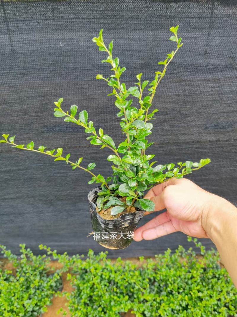 福建茶(可做微盆景，绿篱，绿化收边，耐修剪)