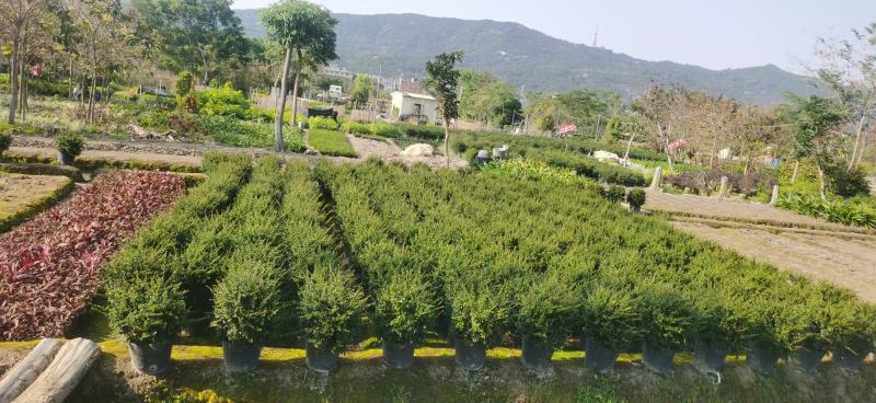 福建茶(可做微盆景，绿篱，绿化收边，耐修剪)