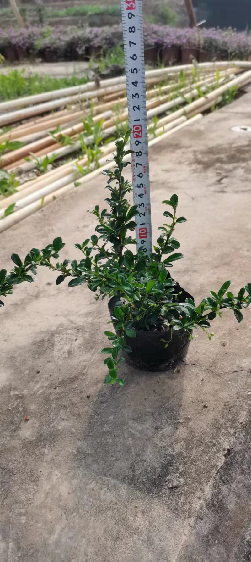 福建茶(可做微盆景，绿篱，绿化收边，耐修剪)