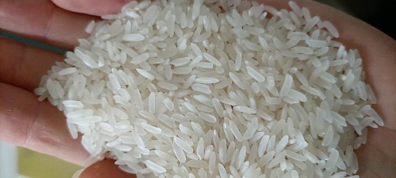 安徽省六安市霍邱县当年绿色食品认证长粒香大米大量批发销售