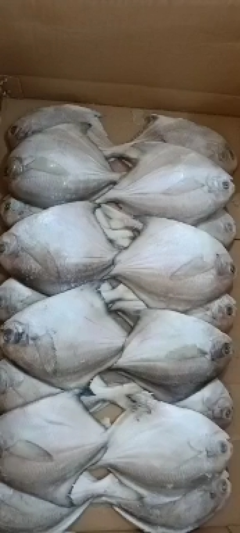 东海带鱼带鱼段宁波带鱼本地带鱼段