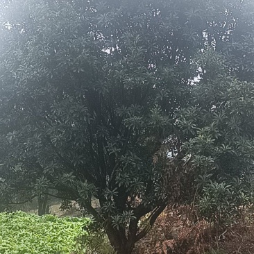杨梅树，原生苗，规格大小齐全，现场看树打号，量大从优。