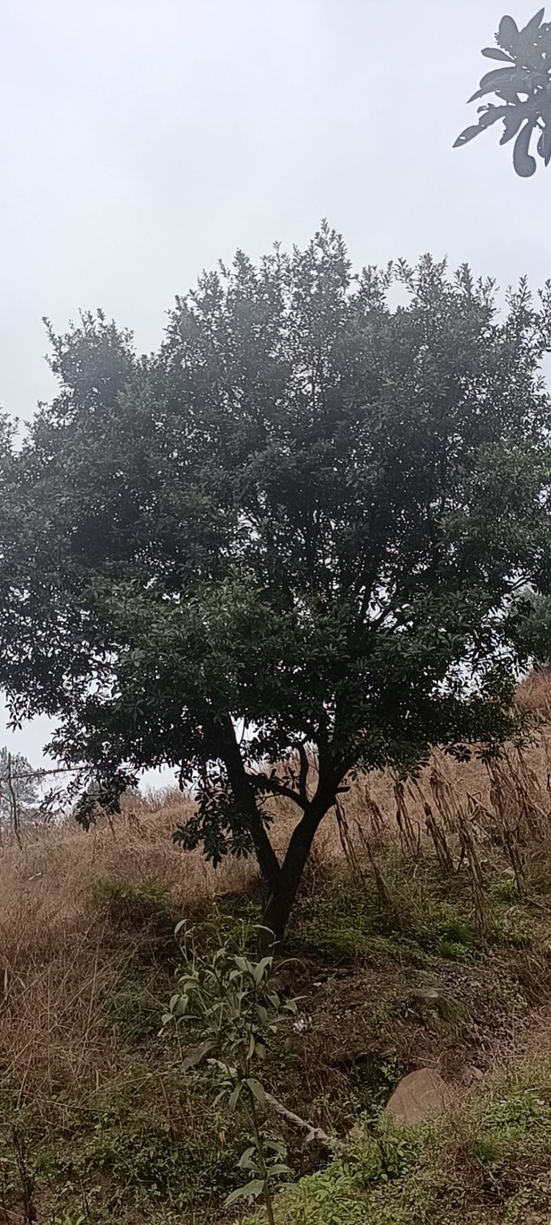 杨梅树，原生苗，规格大小齐全，现场看树打号，量大从优。