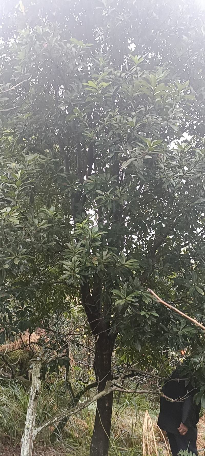 杨梅树，原生苗，规格大小齐全，现场看树打号，量大从优。