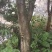 杨梅树，原生苗，规格大小齐全，现场看树打号，量大从优。