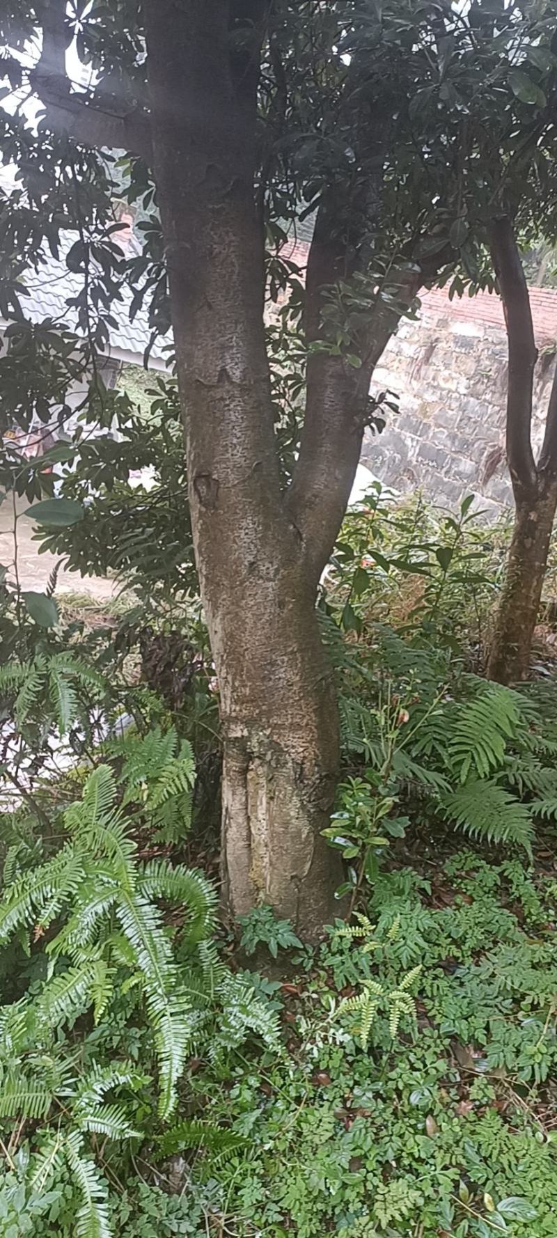 杨梅树，原生苗，规格大小齐全，现场看树打号，量大从优。
