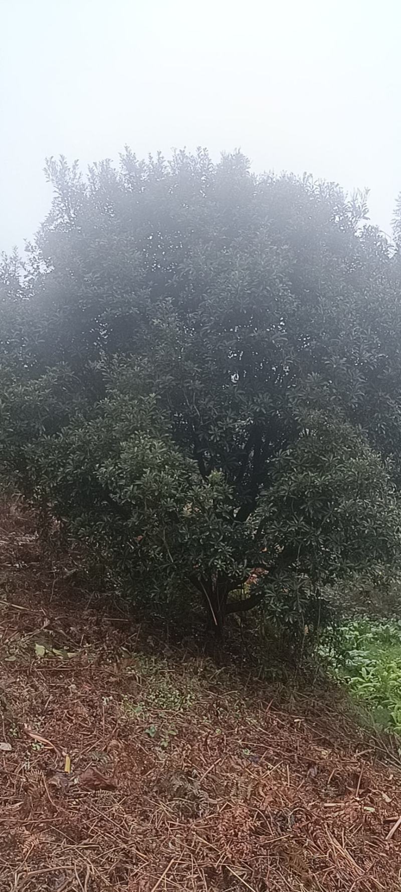 杨梅树，原生苗，规格大小齐全，现场看树打号，量大从优。