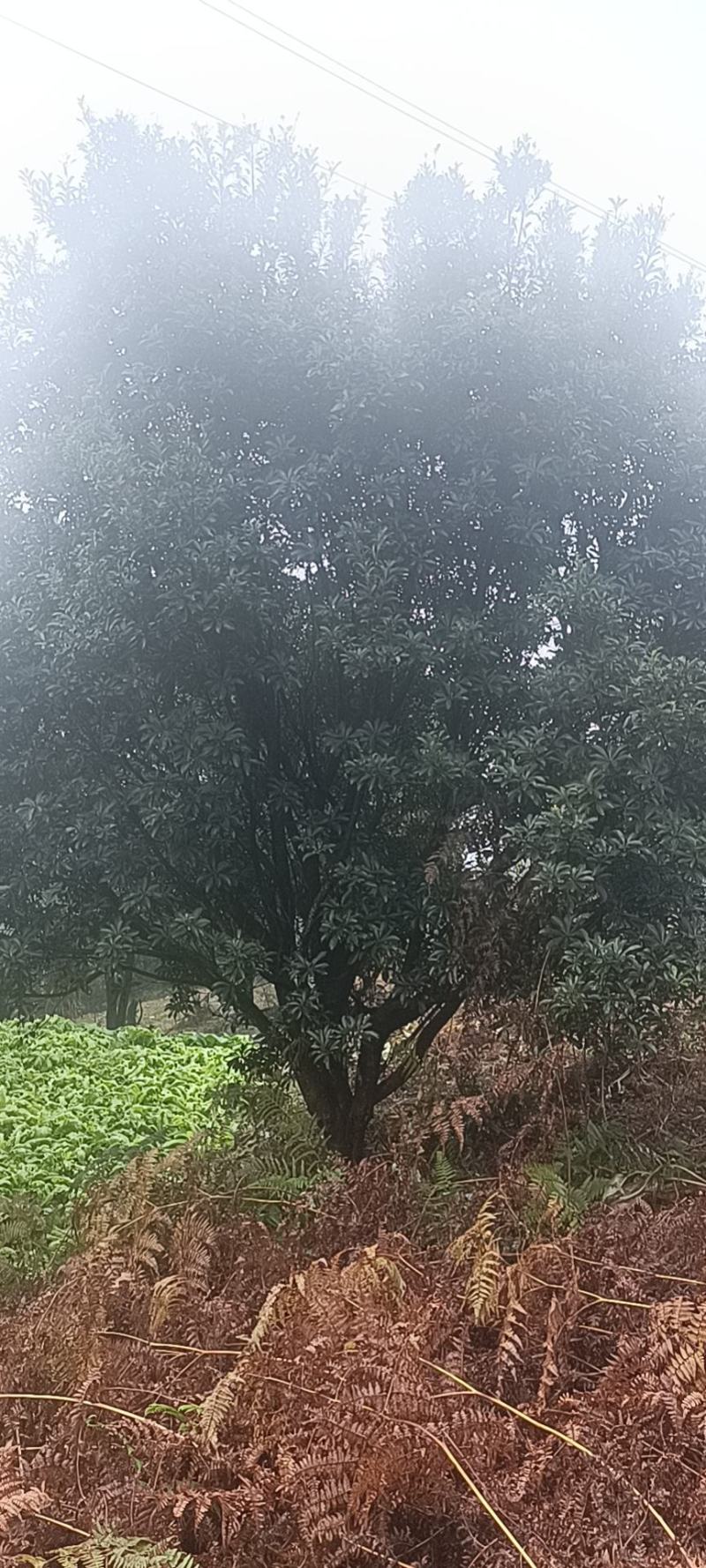 杨梅树，原生苗，规格大小齐全，现场看树打号，量大从优。