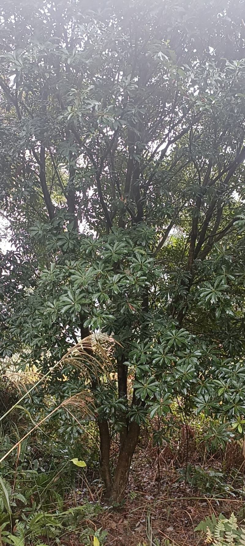 杨梅树，原生苗，规格大小齐全，现场看树打号，量大从优。