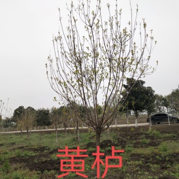 【黄栌】8-10公分黄栌基地直销现挖现发包成活全国发货