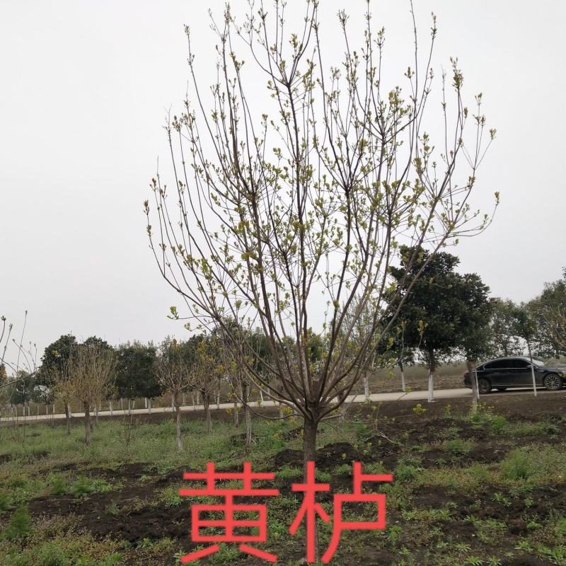 【黄栌】8-10公分黄栌基地直销现挖现发包成活全国发货