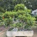 福建漳州榕树厂家直销各种规格苗大存活率高