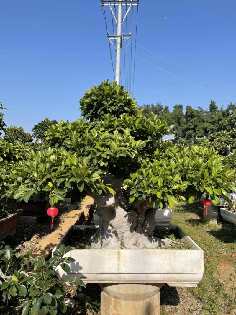 福建漳州榕树厂家直销各种规格苗大存活率高