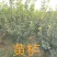 【黄栌】8-10公分黄栌基地直销现挖现发包成活全国发货