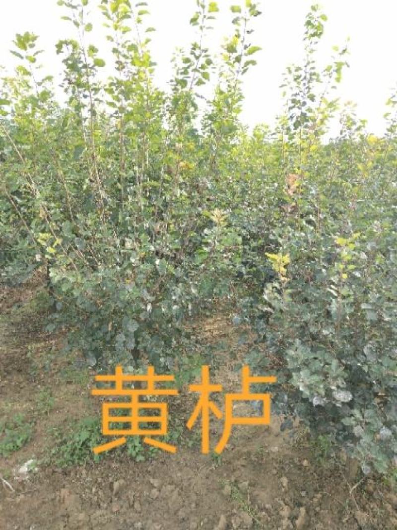 【黄栌】8-10公分黄栌基地直销现挖现发包成活全国发货