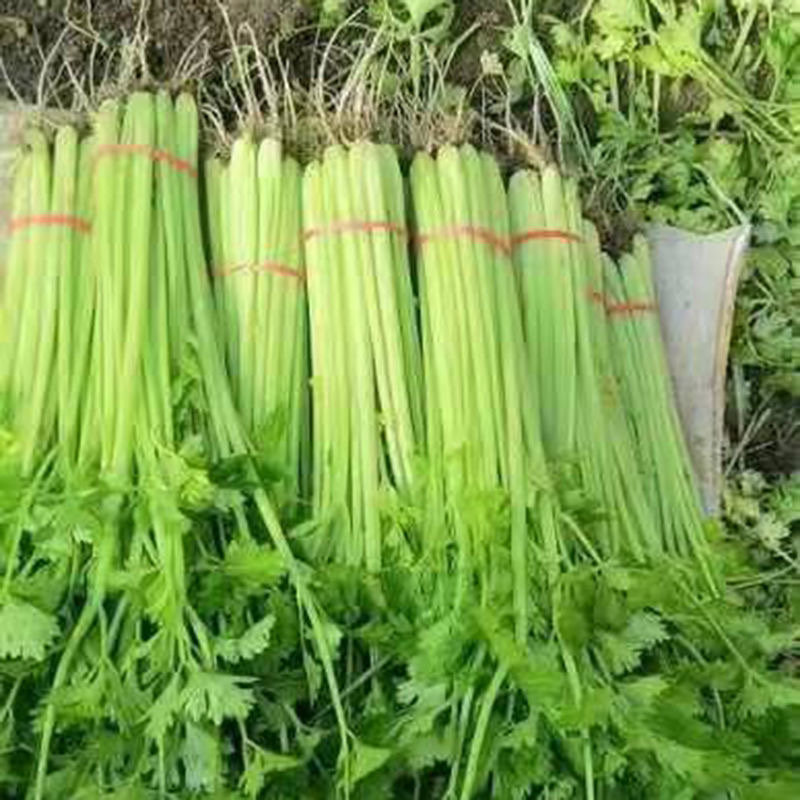 【香芹】精品芹菜产区直发种植大户基地直销可视频看货