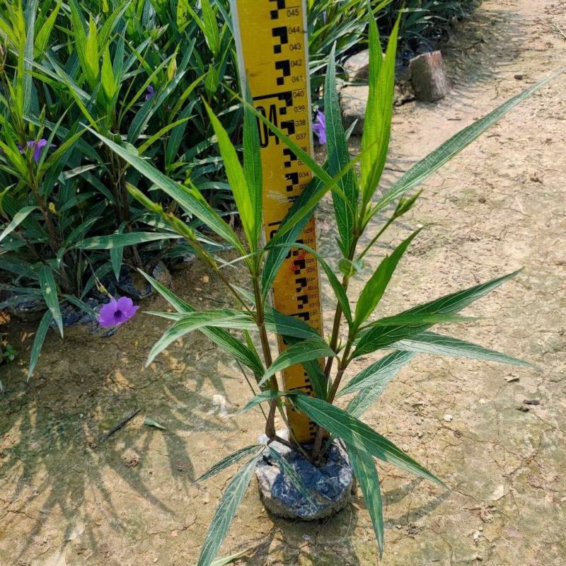紫花翠芦莉(花为鹤紫色)基地长期生产，货源充足
