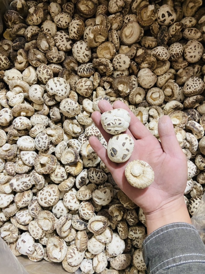 河南泌阳花菇天白花菇白花菇2022新货