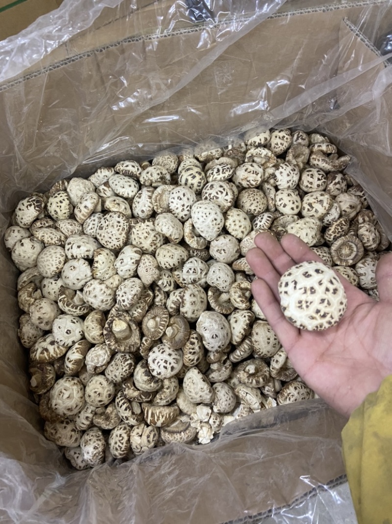 河南泌阳花菇天白花菇白花菇2022新货
