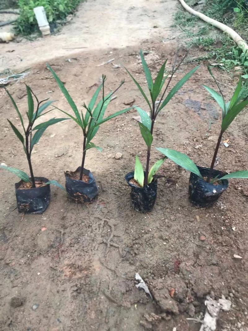 紫花翠芦莉(花为鹤紫色)基地长期生产，货源充足