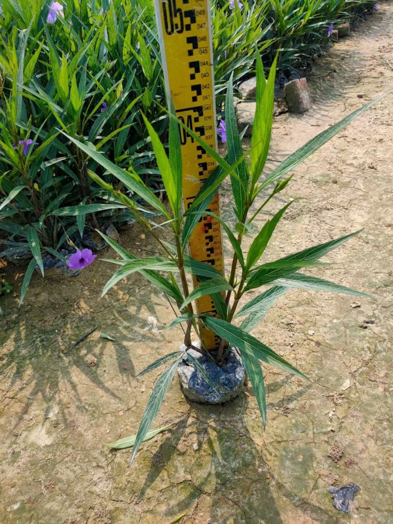 紫花翠芦莉(花为鹤紫色)基地长期生产，货源充足