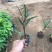 紫花翠芦莉(花为鹤紫色)基地长期生产，货源充足