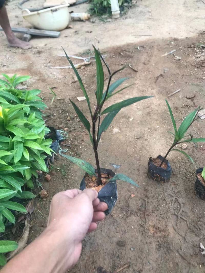 紫花翠芦莉(花为鹤紫色)基地长期生产，货源充足